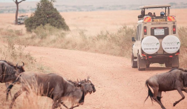 3 Days Bush Easter Safari, Masai Mara, Amboseli, Samburu, Tsavo Photo 5