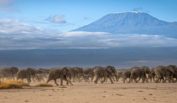 Uganda Gorilla Trekking