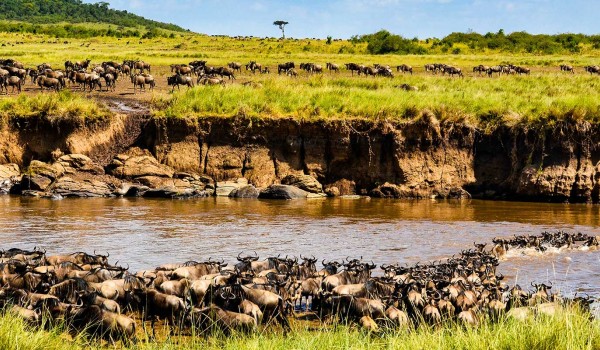 Masai Mara Wildebeest Migration Package, 3 Days & 2 Nights Deal, Migration 2023 Photo 1