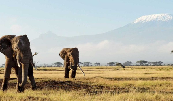3 Days Bush Easter Safari, Masai Mara, Amboseli, Samburu, Tsavo Photo 2