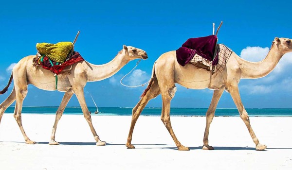 2023 Mombasa Holiday Packages, 3 Days SGR Train Deals, Madaraka Express Packages Photo 4