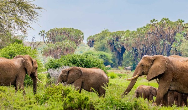 Samburu 3 Days 2 Nights Safari Package Photo 1