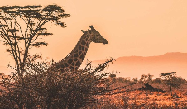 Tsavo 3 Days 2 Nights Safari Packages Photo 1