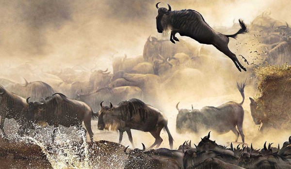 3 Days Bush Easter Safari, Masai Mara, Amboseli, Samburu, Tsavo Photo 4